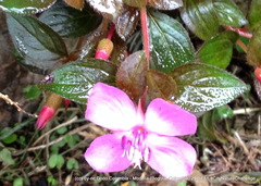 Heterocentron elegans