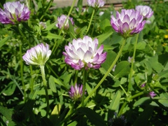 Trifolium glanduliferum