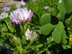 Trifolium glanduliferum