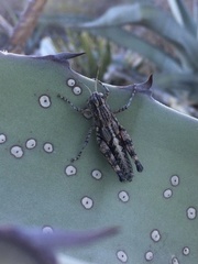 Agroecotettix modestus