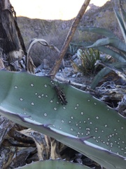 Agroecotettix modestus