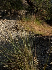 Stipa juncea