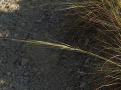 Stipa juncea
