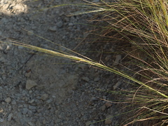 Stipa juncea