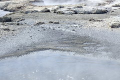 Archaea