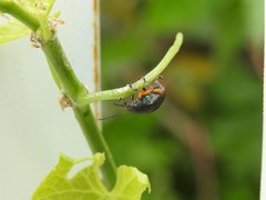 Nodocolaspis tarsata