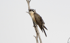 Chrysococcyx osculans