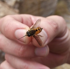 Philoliche aethiopica