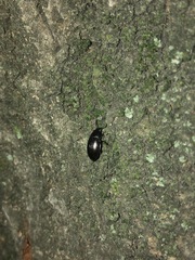 Coleoptera