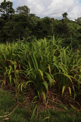 Tripsacum andersonii