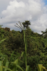 Tripsacum andersonii