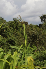 Tripsacum andersonii