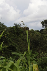 Tripsacum andersonii