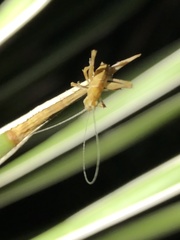 Insara elegans