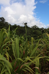 Tripsacum andersonii