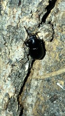 Coleoptera