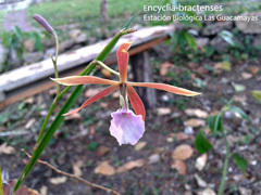 Image of Encyclia bractescens