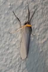 Lymire albipedalis