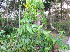 Desmoncus orthacanthos