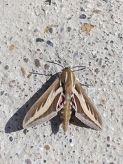 Hyles euphorbiarum