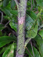 Desmoncus orthacanthos