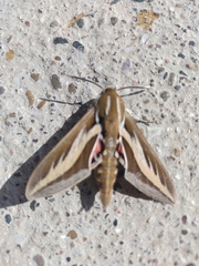Hyles euphorbiarum