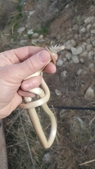 Platyceps rhodorachis