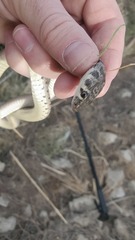 Platyceps rhodorachis