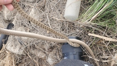 Platyceps rhodorachis