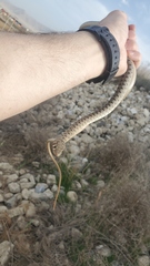 Platyceps rhodorachis