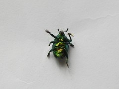 Eurhinus viridis