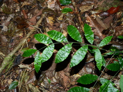 Desmoncus polyacanthos