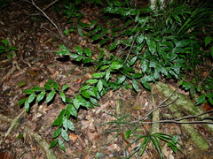 Desmoncus polyacanthos