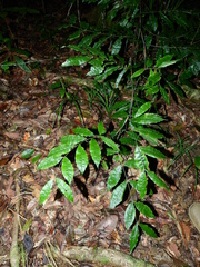 Desmoncus polyacanthos