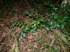 Desmoncus polyacanthos