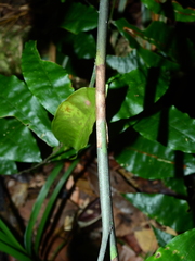 Desmoncus polyacanthos