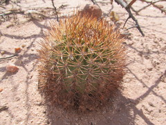 Acanthocalycium thionanthum