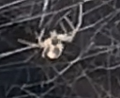 Araneae