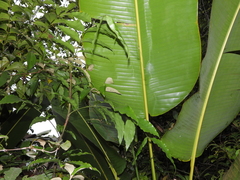 Desmoncus polyacanthos