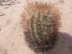 Acanthocalycium thionanthum