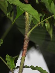 Desmoncus polyacanthos