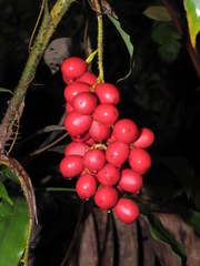 Desmoncus polyacanthos