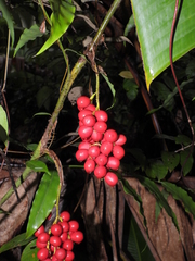 Desmoncus polyacanthos