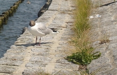 Chroicocephalus ridibundus