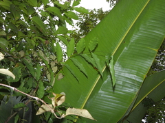 Desmoncus polyacanthos