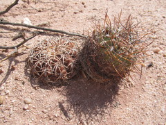 Acanthocalycium thionanthum