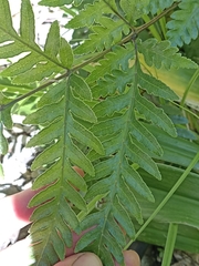 Pteris carsei
