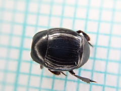 Margarinotus