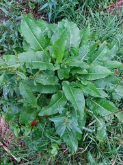 Ophioglossales