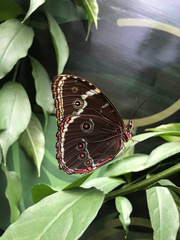 Morpho menelaus